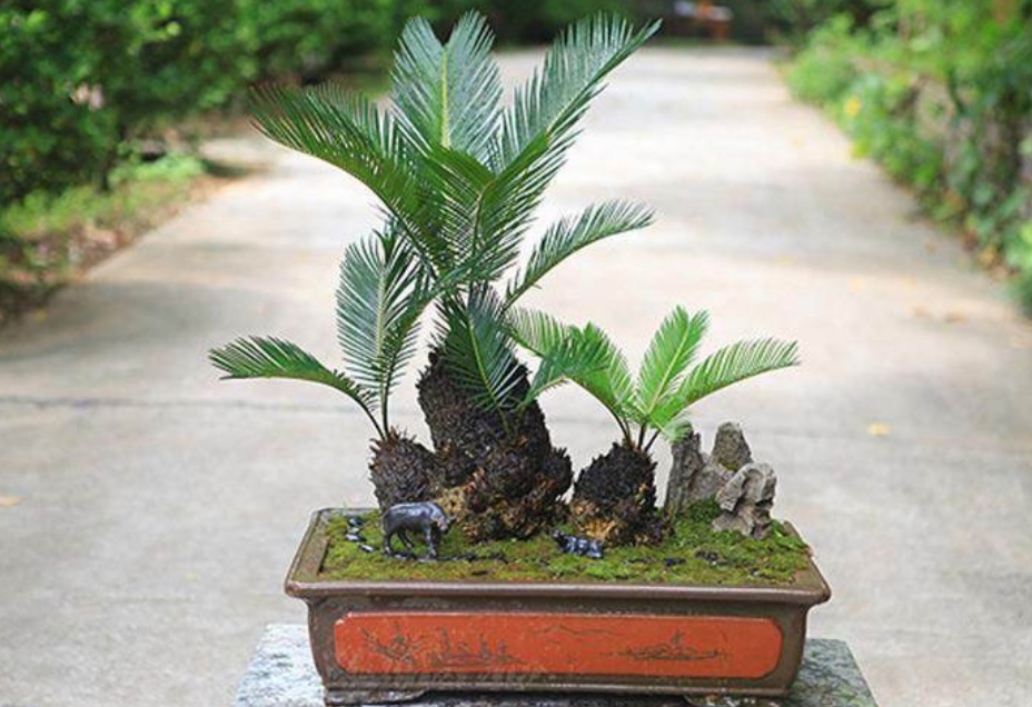 多头苏铁盆景图片大全欣赏,苏铁盆景养殖方法大全