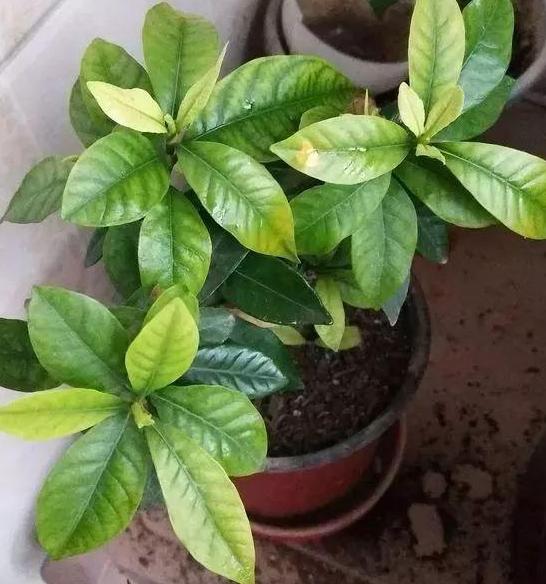 刚买回来的营养土怎么处理杀菌,营养土消毒方法和注意事项