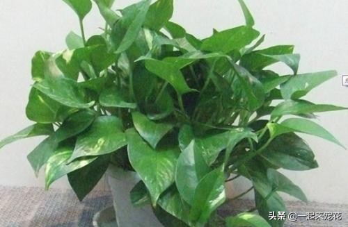 绿萝如何养护长得更快,绿萝多长时间能长到1米长