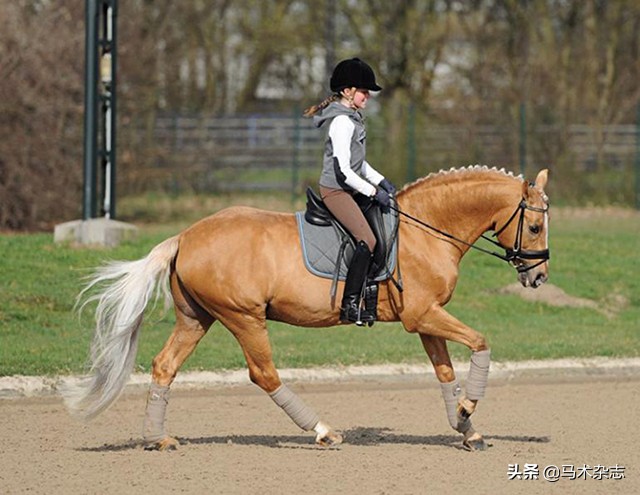 记录孩子第一次学骑马,初学者儿童怎么学习骑马