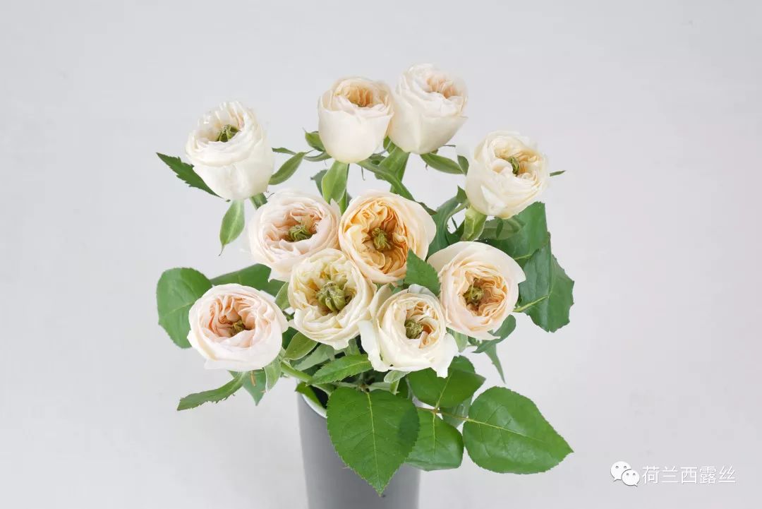 古代的四大美人的名字,古代四大美人中有羞花之称的是谁