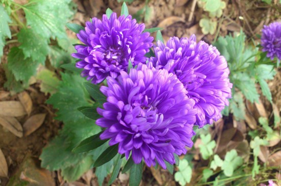 树的花语你知道是什么吗,你知道茉莉花的花语吗