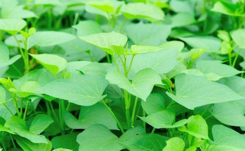 暑假之乐作文,暑假之行