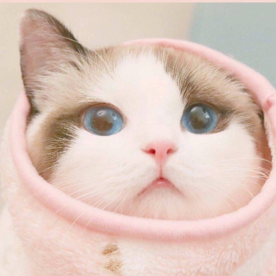 如何撩十二星座之狮子座女,狮子座怎么追射手座女生