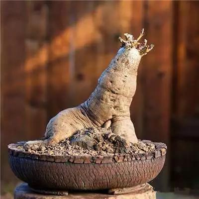 多肉大师手绘花盆,多肉顶级玩家