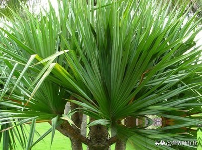 带锯齿果实像菠萝,这种长得像菠萝的果子叫做野菠萝