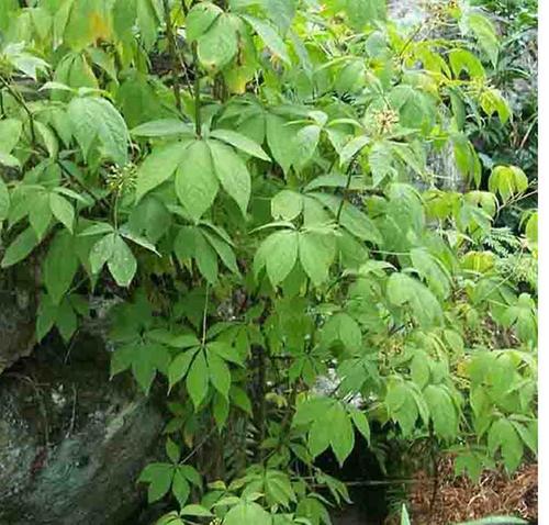 刺五加是刺果棒吗,刺五加别名叫什么