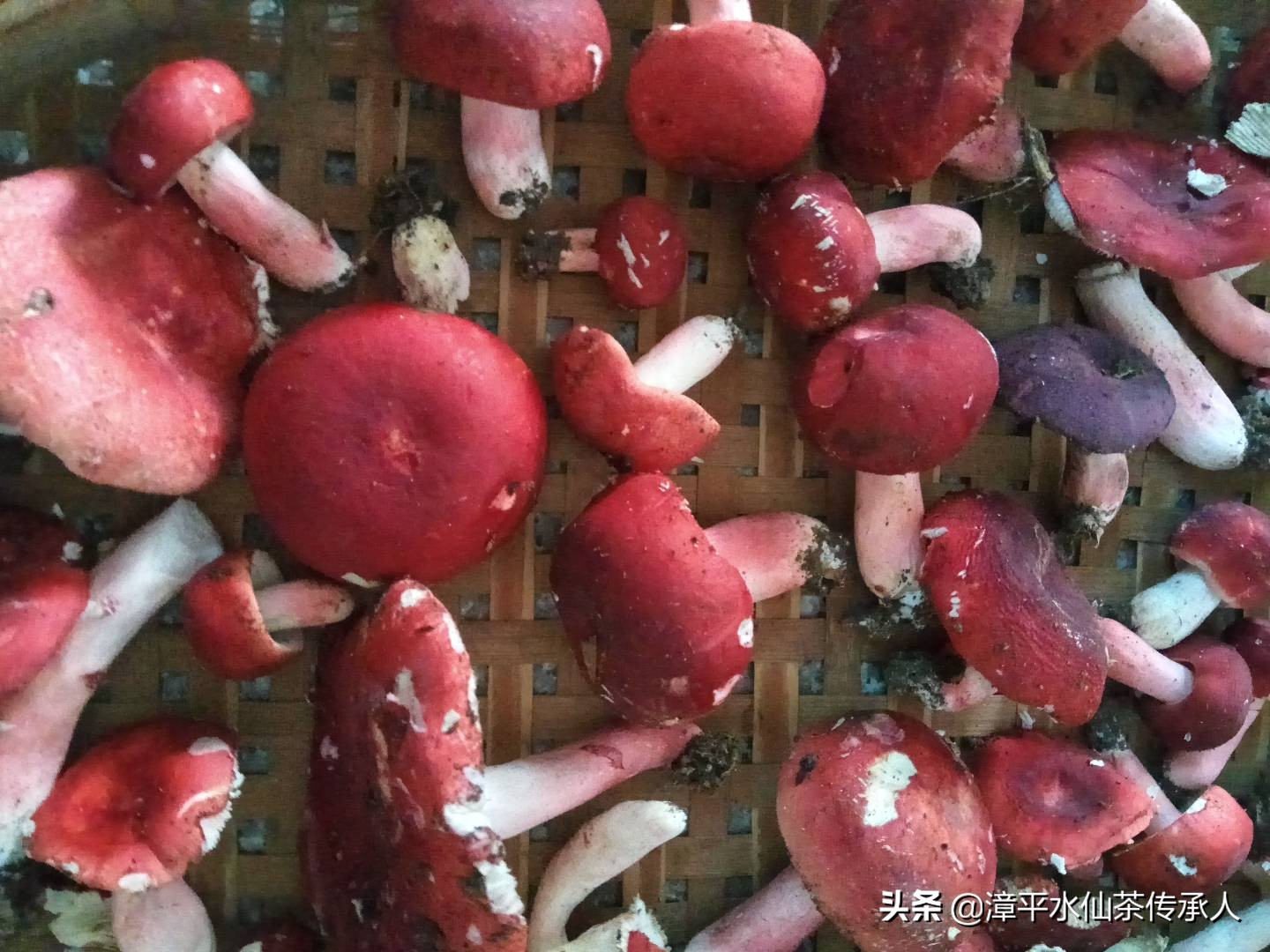 漳平南洋镇野生红菇,福建龙岩漳平水仙茶