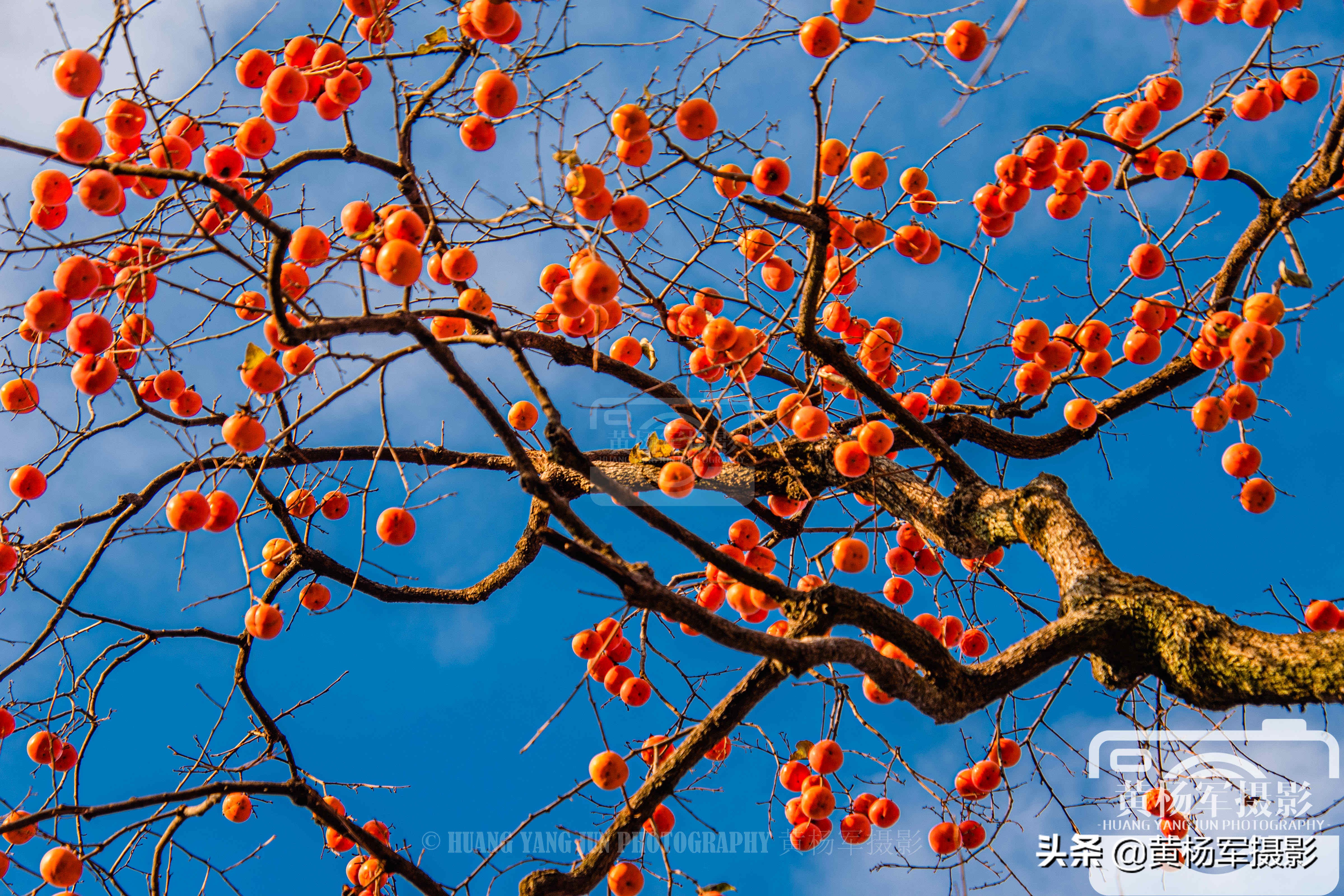 家乡的柿子熟了挂满枝头惹人喜爱,山里的柿子树熟了这里真美