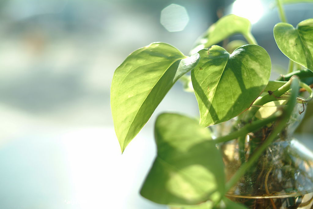 吊兰可以和绿萝一起放在卧室吗,绿萝放在卧室对身体有影响吗