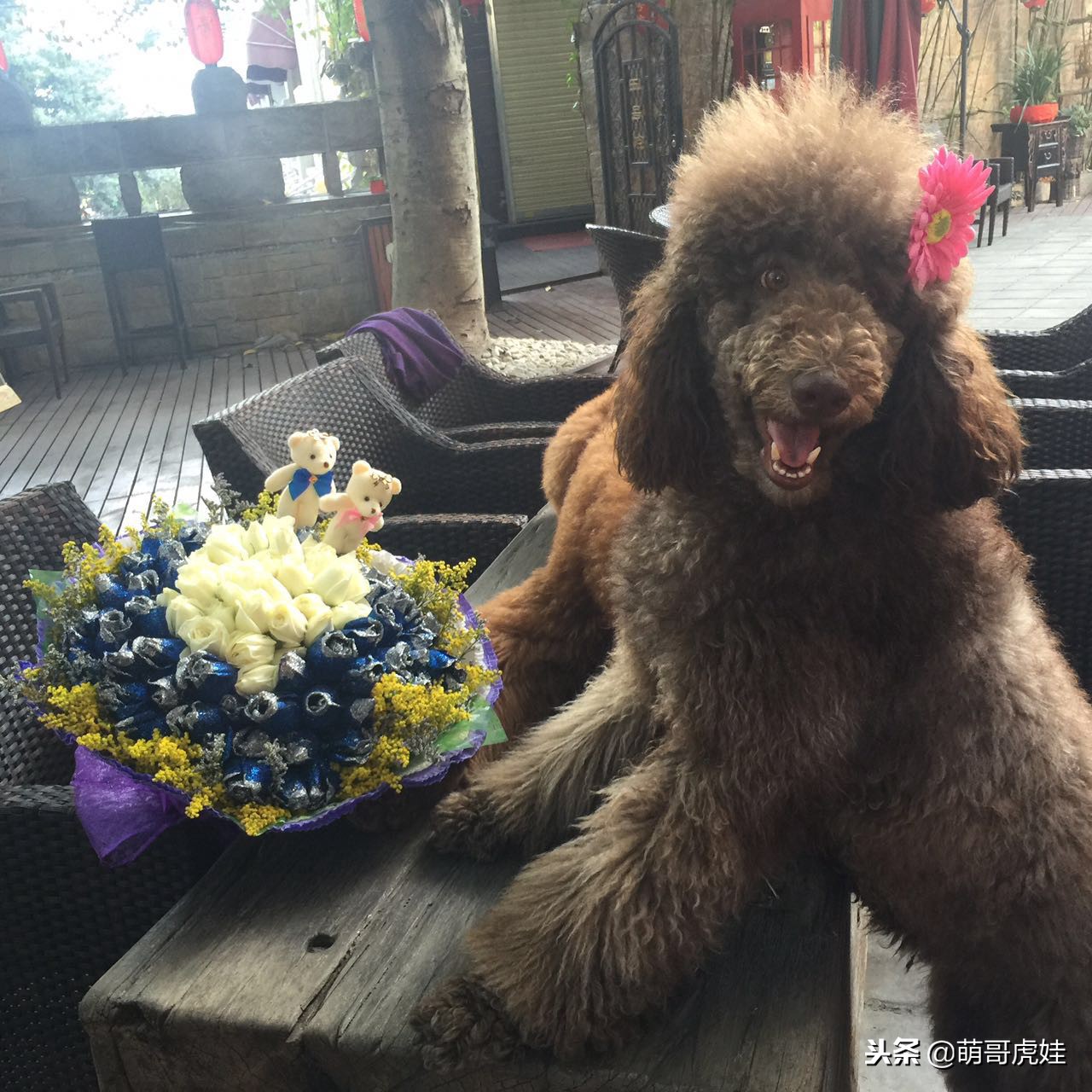 巨型贵宾犬剃完毛毛是什么样子的,巨型贵宾犬多大就能剪毛