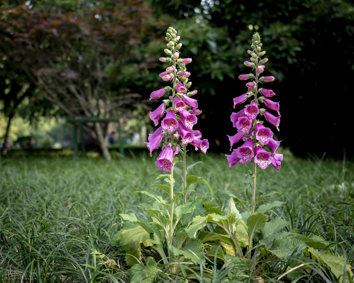 园林人需要知道的85个花卉知识,园林花卉的种类及图片