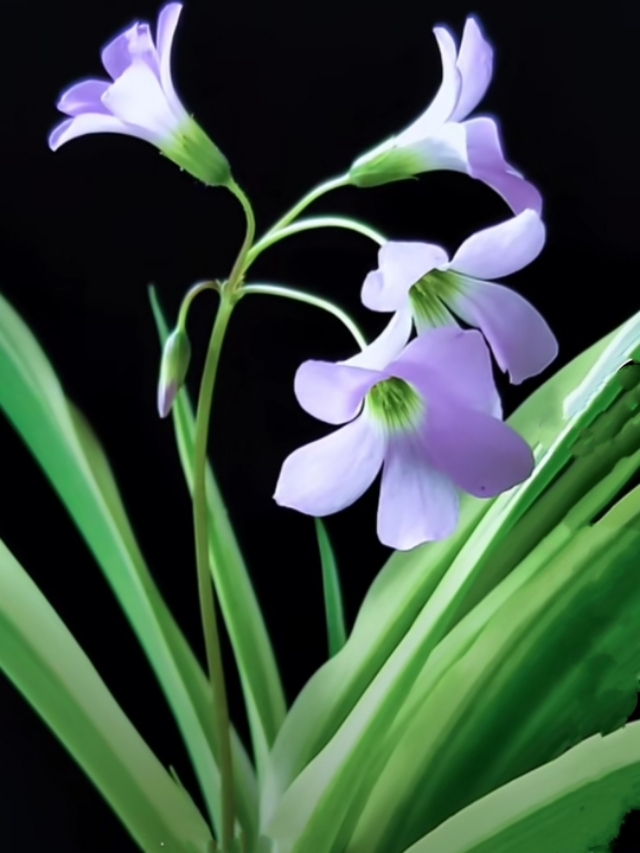 中国诗歌周刊194期,中国诗歌周刊第88期