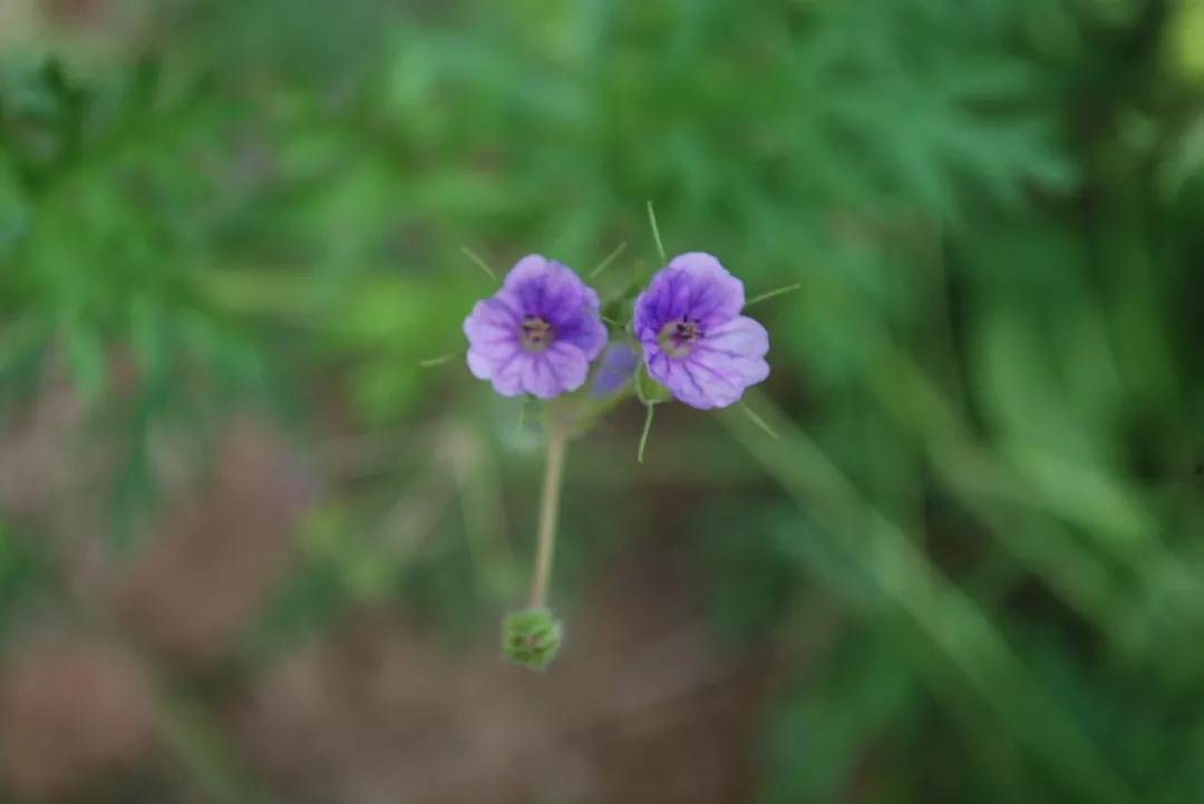 冬天常见中药植物图片及功效,花期长的草本植物图片