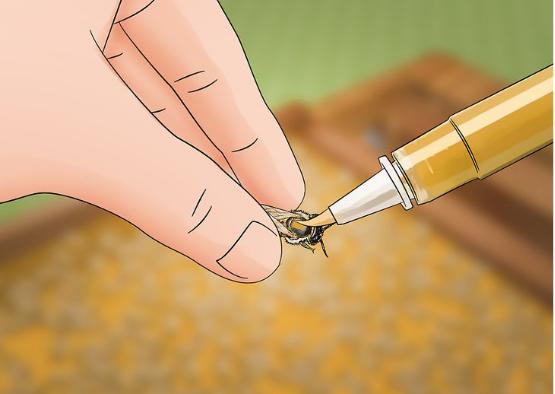 土养蜜蜂换王怎样方便找到蜂王,蜜蜂二十多只带一个蜂王怎么养殖