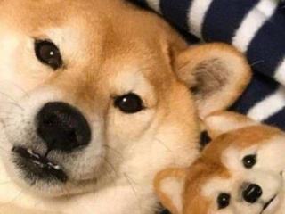 手机相册的英文文件夹叫什么,手机相册英文文件夹