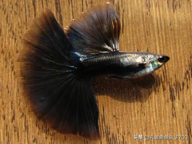 孔雀鱼剪尾的正确方法,孔雀鱼剪尾之后怎么恢复