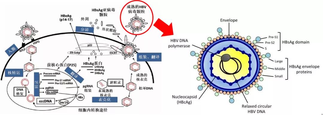 乙肝两对半15阳性,图文解读看懂乙肝两对半