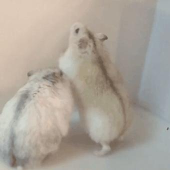 怎么让母仓鼠和公仓鼠和谐相处,母仓鼠没有公仓鼠可以繁衍吗