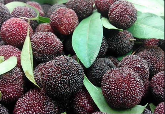 杨梅里的小虫子怎么清洗,杨梅里面有虫子怎么清洗