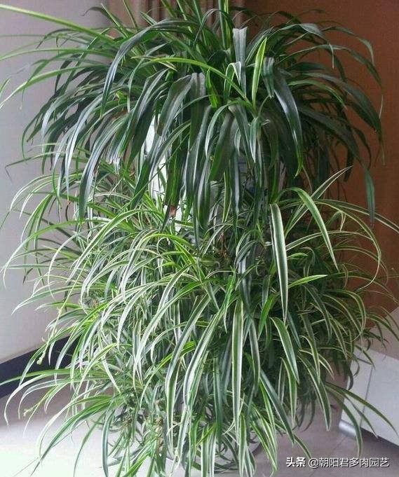 怎样把吊兰养成瀑布,吊兰长得像瀑布一样怎么办