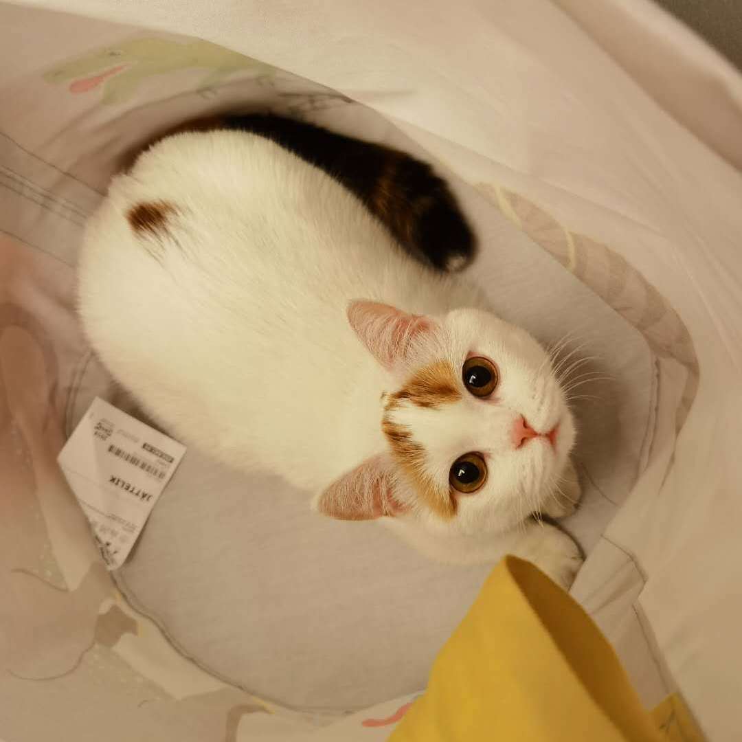 养宠物的人内心都是孤独的吗,养宠物真的可以缓解孤独吗