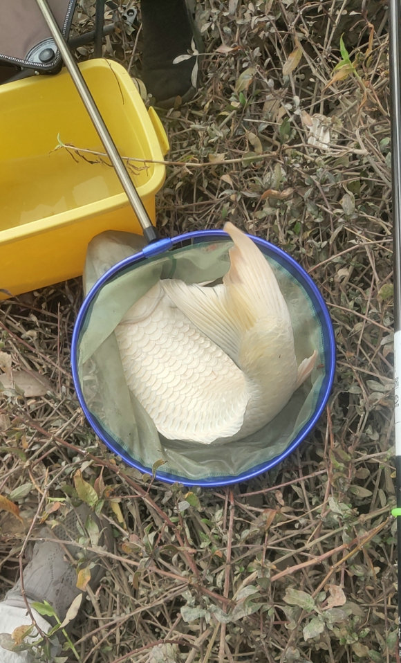 钓友钓到超大黄条鰤,顺德东平河钓白鲢