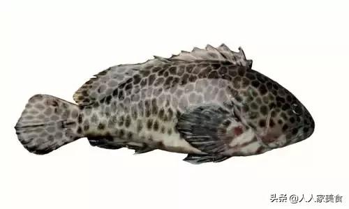 最好的十种石斑鱼,最漂亮的几种石斑鱼