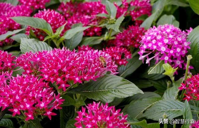 浜斿僵缂ょ悍婊″ぉ鏄熺殑鑺辫,鍚勭娓呮柊娣￠泤鐨勫皬鑺辩殑鑺辫