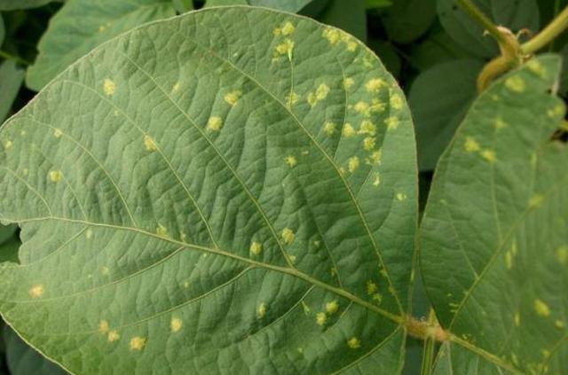 种植大豆需要哪些虫害防治,大豆病虫害图谱及防治方法