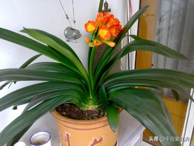 养花养根药片磨碎用上根系呼呼长,用什么药水可以让植物爆根