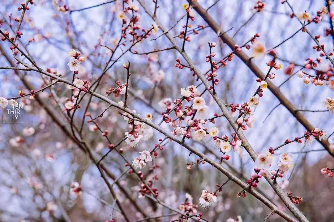 武汉必打卡排行榜,武汉十大打卡地