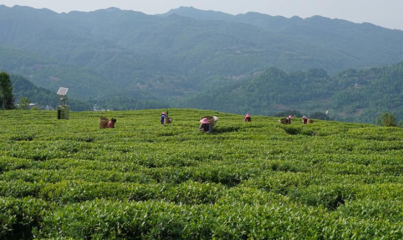 一份匠心茶叶,一份匠心图片