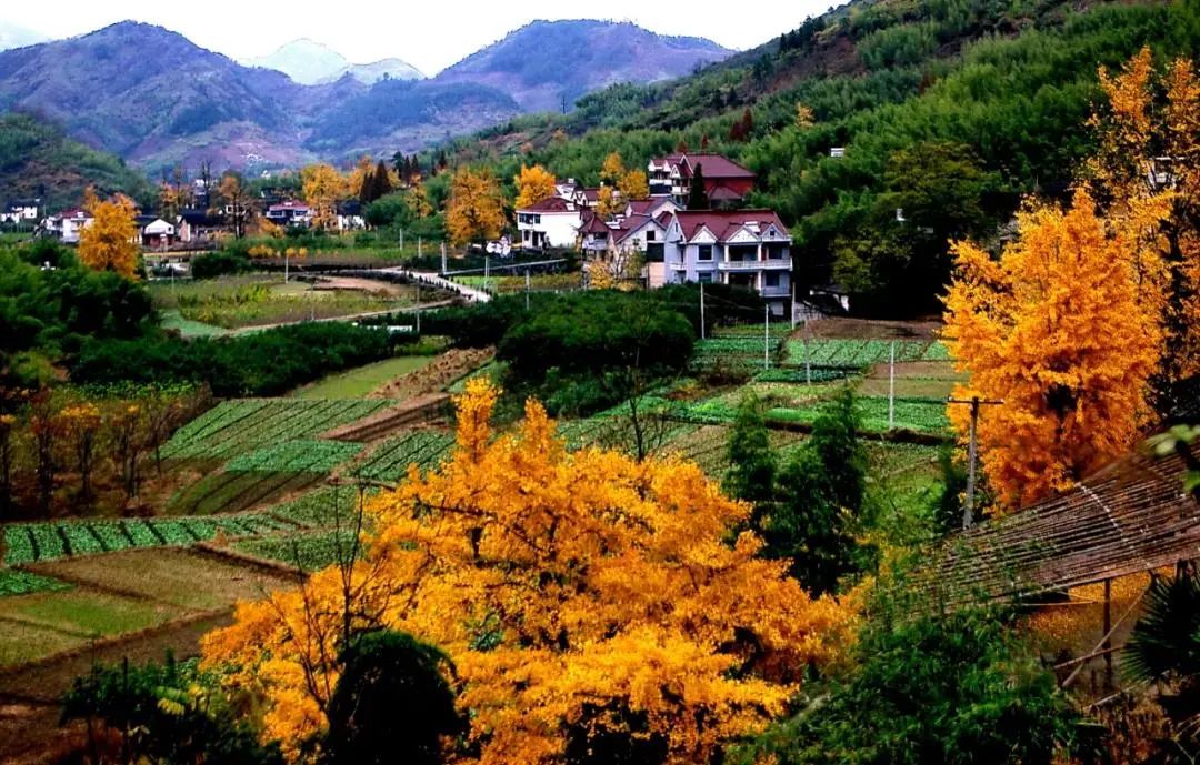 满地尽是黄金叶！来余杭及周边这几个地方，享用限定的初冬浪漫吧