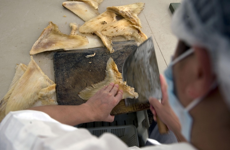 正宗的鱼翅汤,家庭自制鱼翅汤