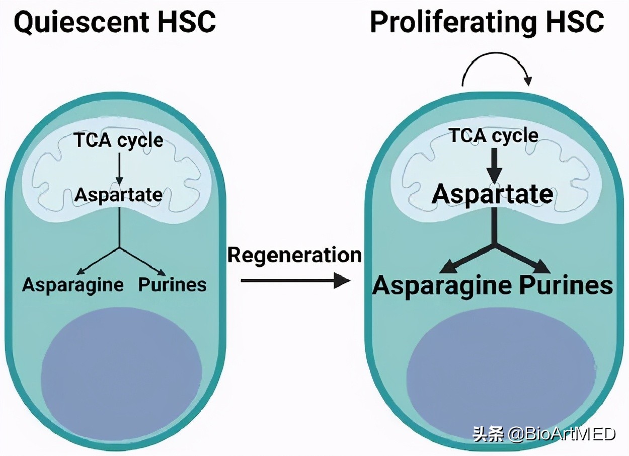 天冬氨酸，拨动造血干细胞“苏醒”的开关