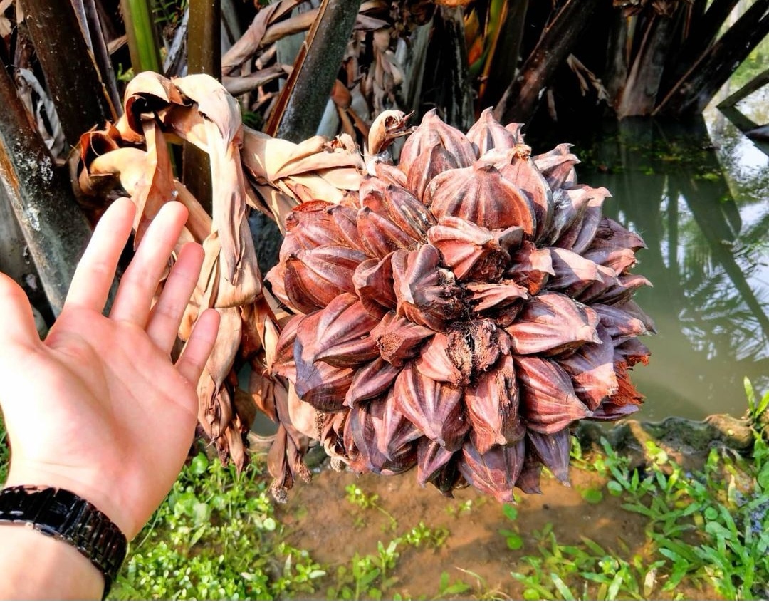 这种长在树上的“天马流星锤”，果实真的像极了“QQ糖”