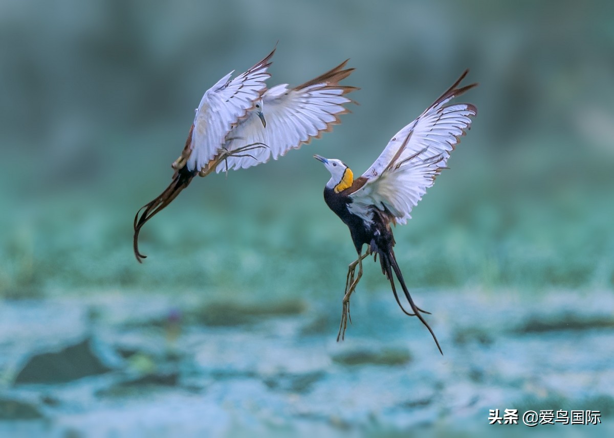 观鸟大年影片,观鸟大年在线观看