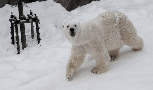 最强十大动物排名东北虎排位第一,十大最强动物战斗力排行榜