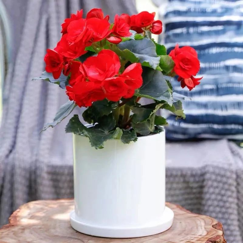 丽格海棠的养殖方法不长新枝,养好丽格海棠的几个小窍门是什么