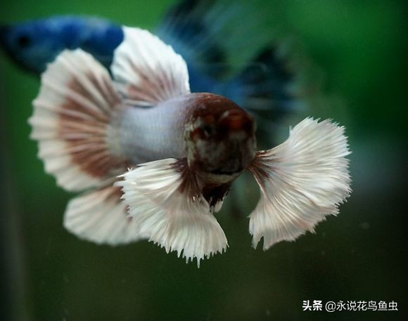 斗鱼哪个品种好养活,斗鱼品种哪个好养