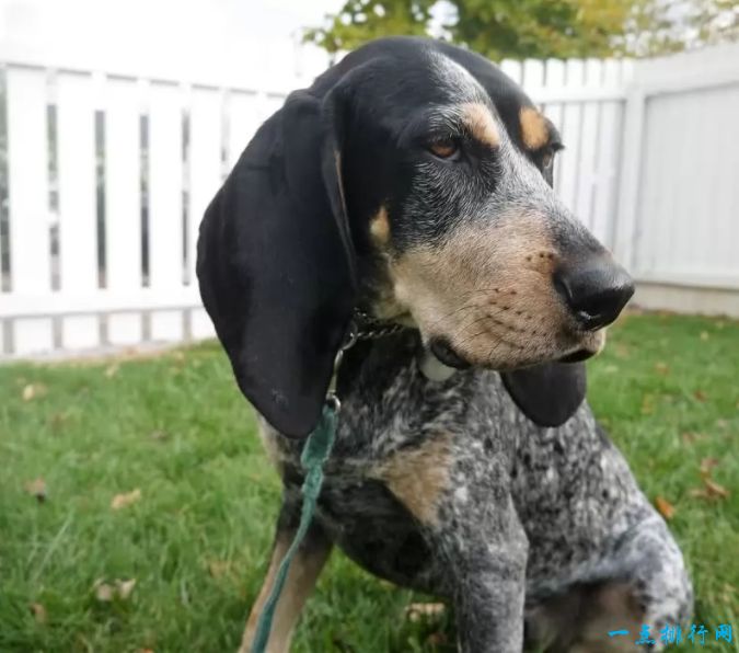 世界十大猎犬名狗排名榜,世界嗅觉猎犬排名前十名犬种