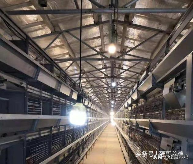 鸡滑液囊如何防治？中西药结合*管双**齐下，轻松解决鸡滑液囊！