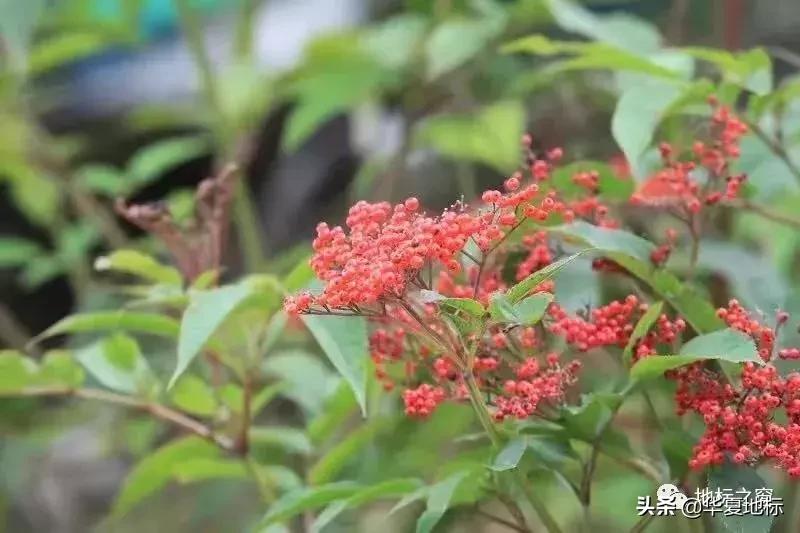 绉嬩箣瀚ｇ劧鐑熻姳鍚戞櫄,绉嬩箣瀚ｇ劧