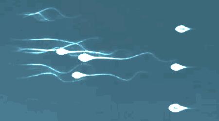 错了340年，精子潜水的方式并不是左右摆动尾巴