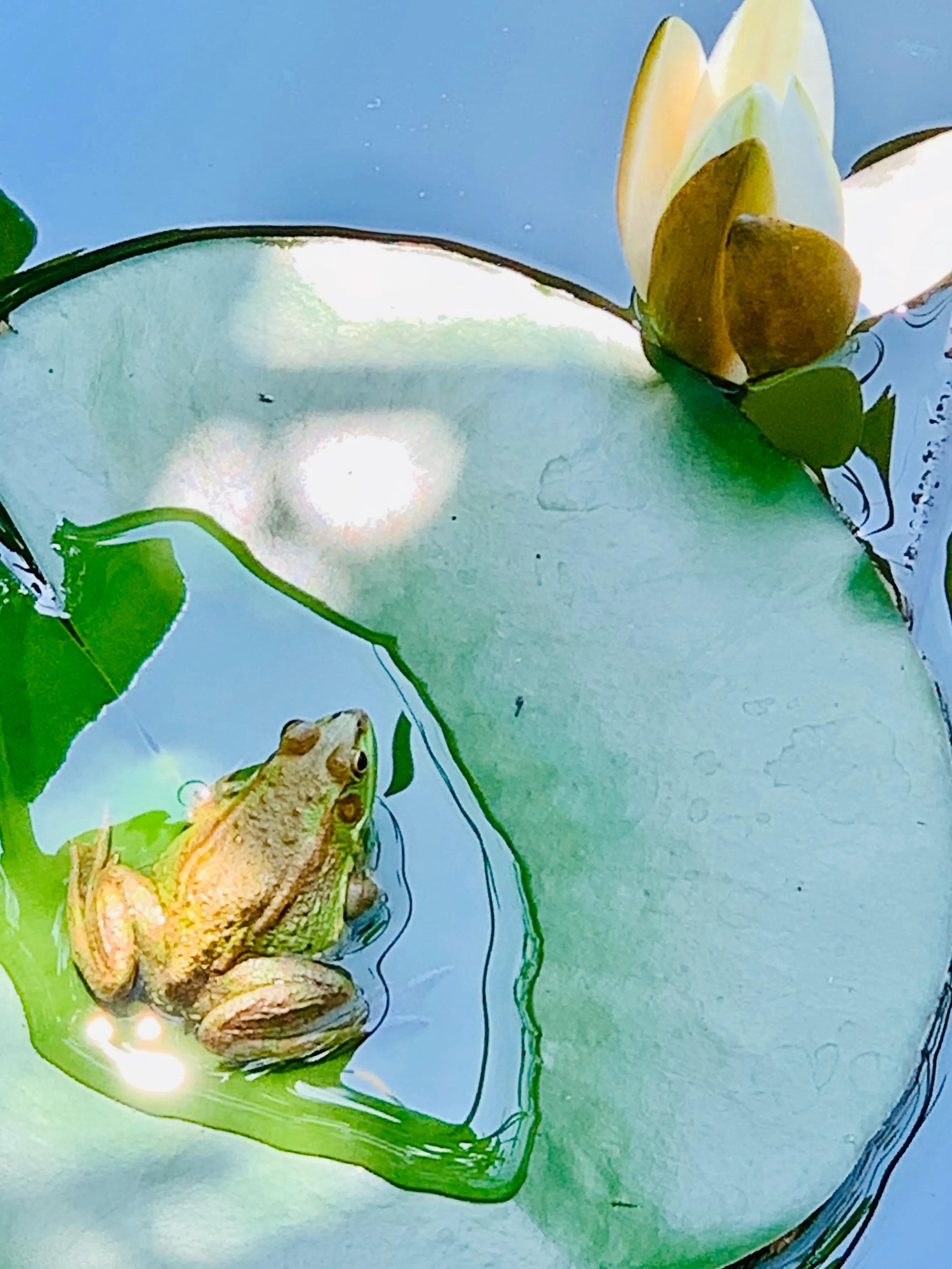 五律：水中睡美人