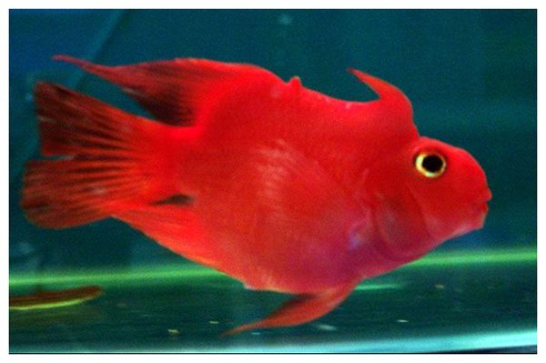 养观赏鱼小知识大全,养观赏鱼知识大全