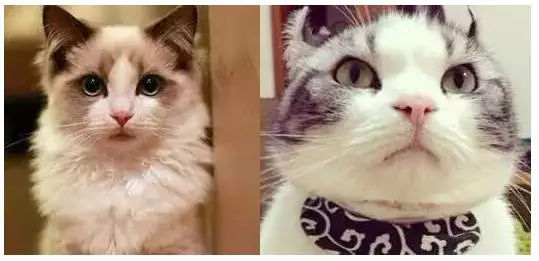 脸大减肥效果不明显怎么办,脸大瘦不下来怎么办