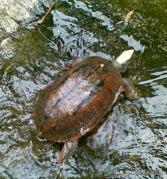 珍稀金钱龟,金钱龟的真实来历