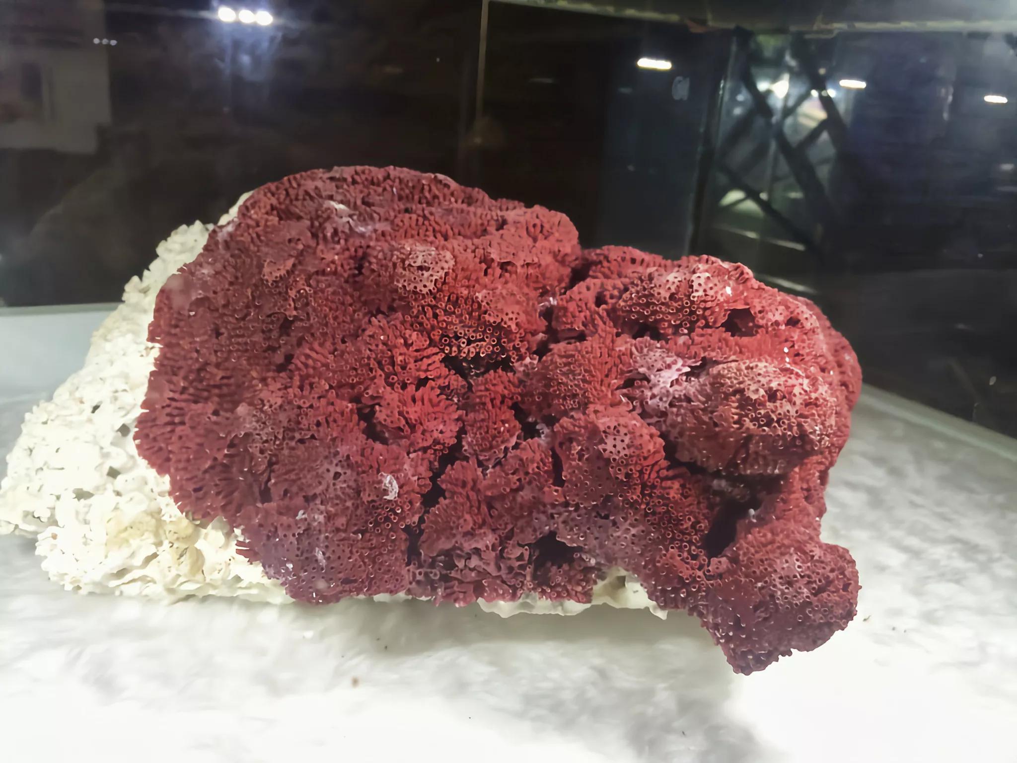 价值上百万！台湾渔*意民**外钓获红珊瑚，谁知竟受国家一级保护